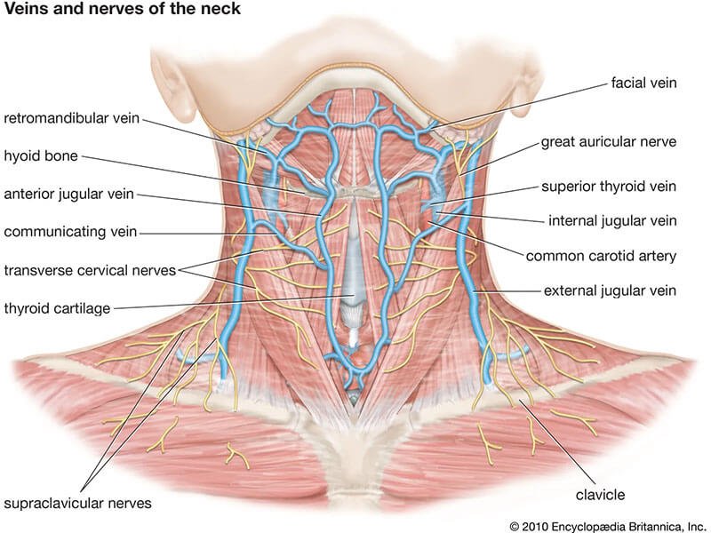anatomy of the neck
