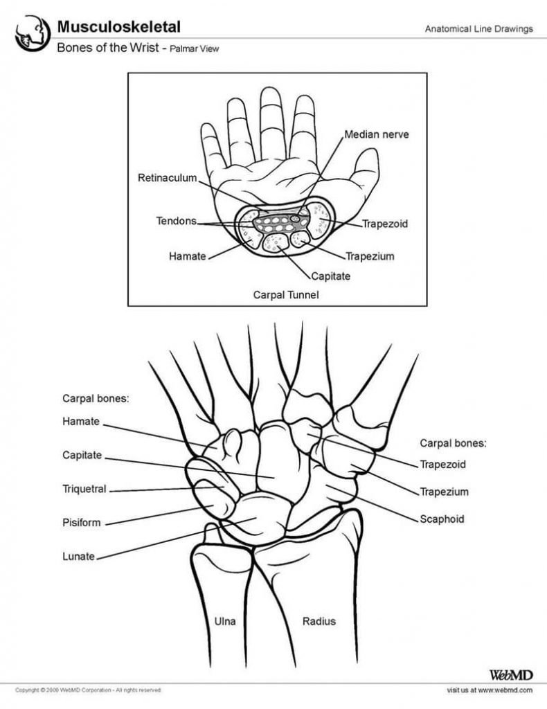 wrist anatomy