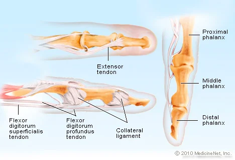 illustration showing all finger bones and tendons