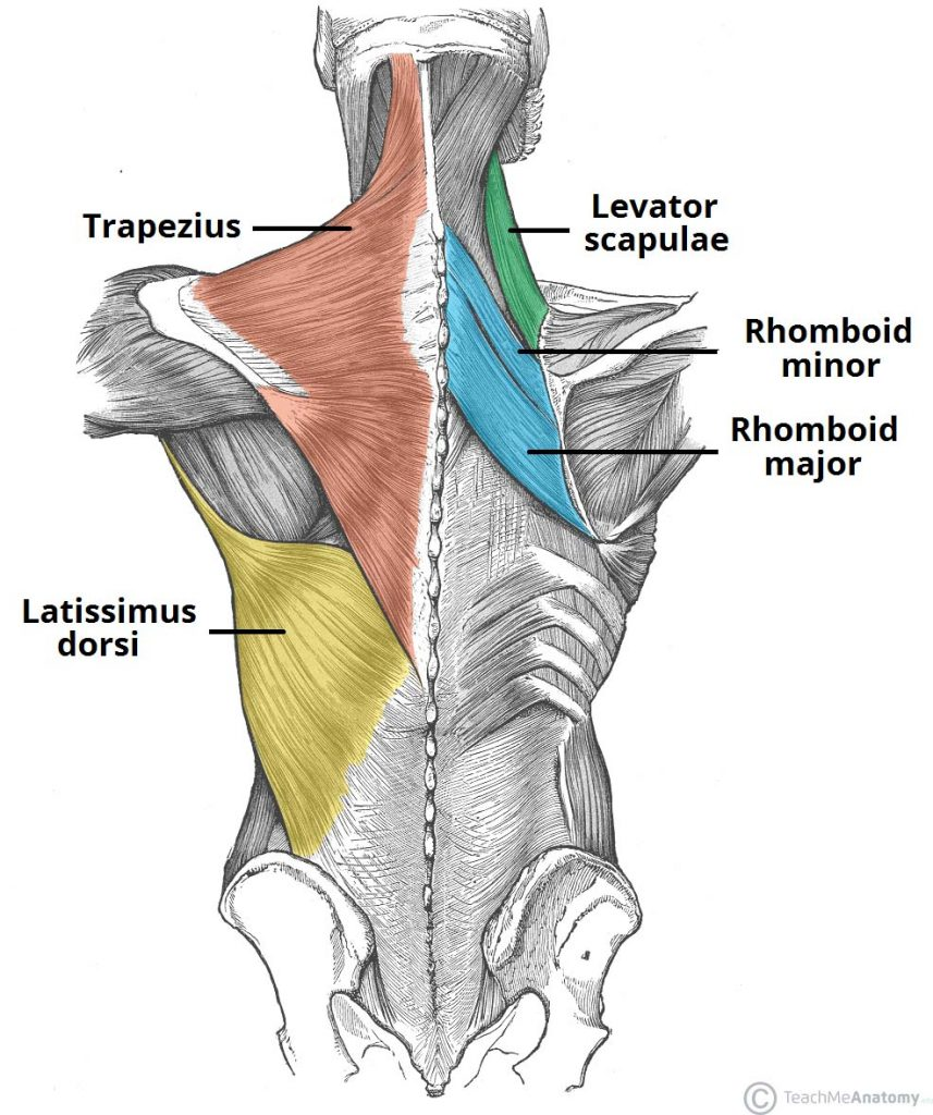 illustration showing back anatomy and annotated muscles
