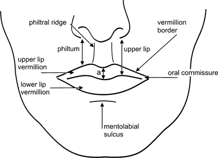 illustration of the lip with muscles annotations